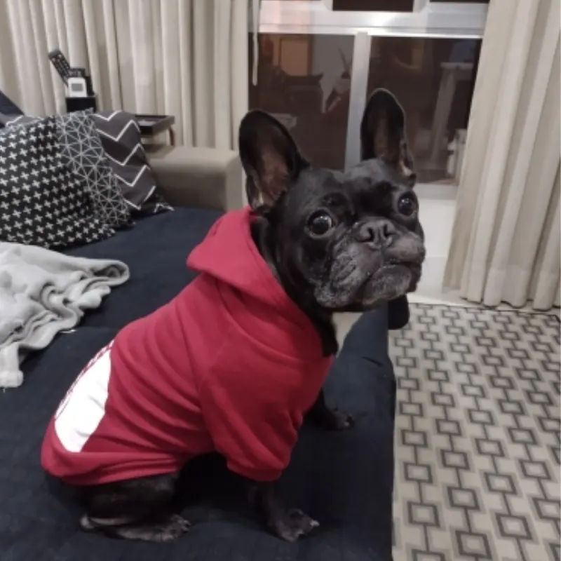 Sudadera con capucha para perros pequeños y grandes, abrigo de viento con cara de perro, chaqueta de Bulldog Francés, ropa cálida Sudadera con capucha para perros pequeños y grandes, abrigo de viento con cara de perro, chaqueta de Bulldog Francés, ropa cálida