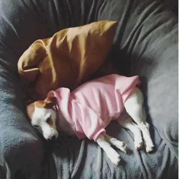 8668-joxbaf.jpg Sudadera con capucha para perros pequeños y grandes, abrigo de viento con cara de perro, chaqueta de Bulldog Francés, ropa cálida