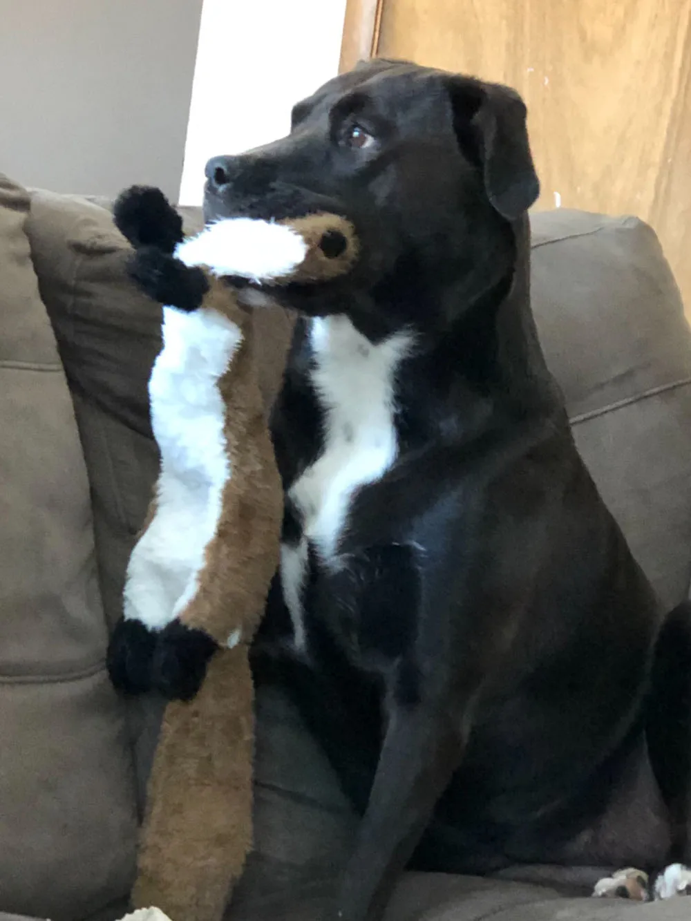 Animal simulado divertido, juguete para perros sin relleno con chirridos, juguete para masticar de perro chirriante de peluche duradero, juguete para chirrido para mascotas arrugado